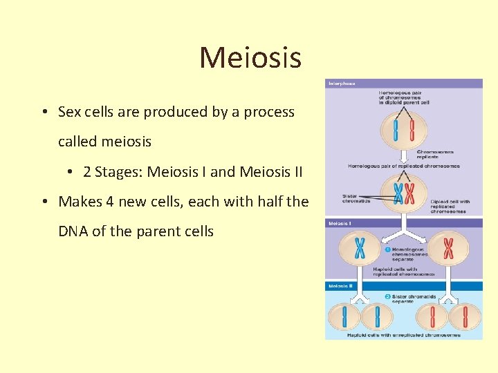 Meiosis • Sex cells are produced by a process called meiosis • 2 Stages: