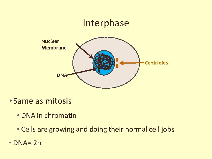 Interphase Nuclear Membrane Centrioles DNA • Same as mitosis • DNA in chromatin •