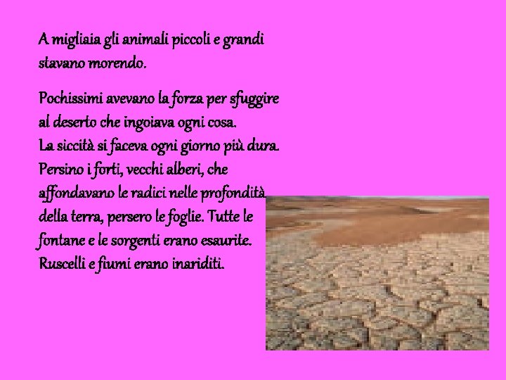 A migliaia gli animali piccoli e grandi stavano morendo. Pochissimi avevano la forza per