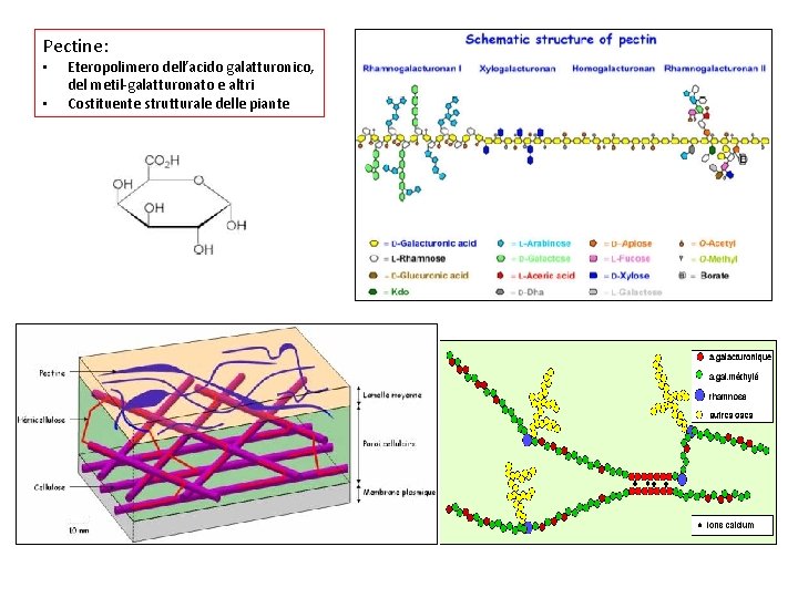 Pectine: • • Eteropolimero dell’acido galatturonico, del metil-galatturonato e altri Costituente strutturale delle piante