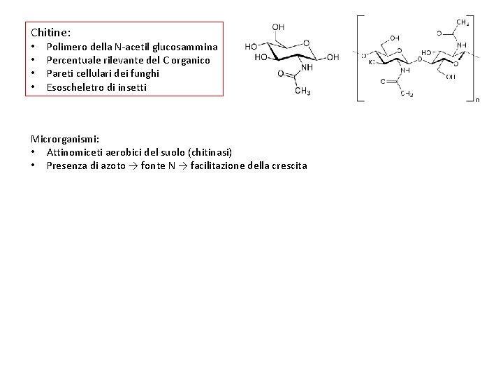 Chitine: • • Polimero della N-acetil glucosammina Percentuale rilevante del C organico Pareti cellulari