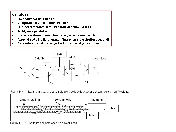 Cellulosa: • • Omopolimero del glucosio Composto più abbondante della biosfera 60% del carbonio