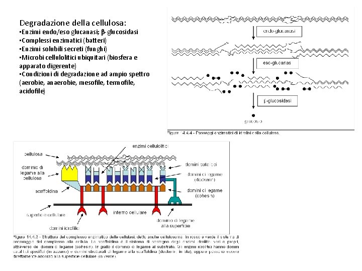 Degradazione della cellulosa: • Enzimi endo/eso glucanasi; β-glucosidasi • Complessi enzimatici (batteri) • Enzimi