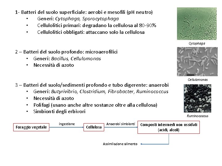 1 - Batteri del suolo superficiale: aerobi e mesofili (p. H neutro) • Generi: