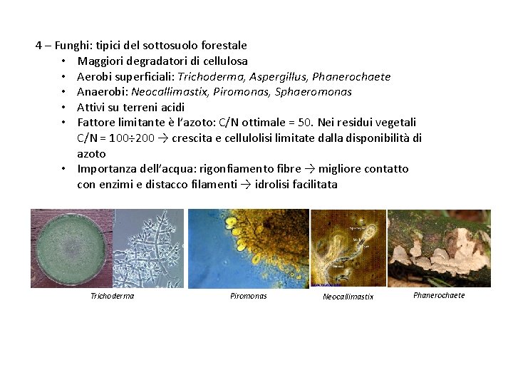 4 – Funghi: tipici del sottosuolo forestale • Maggiori degradatori di cellulosa • Aerobi