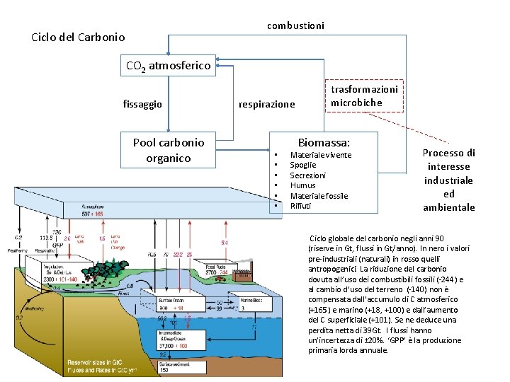 combustioni Ciclo del Carbonio CO 2 atmosferico fissaggio Pool carbonio organico respirazione • •