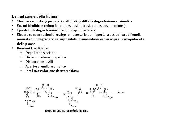 Degradazione della lignina: • • • Struttura amorfa → proprietà colloidali → difficile degradazione