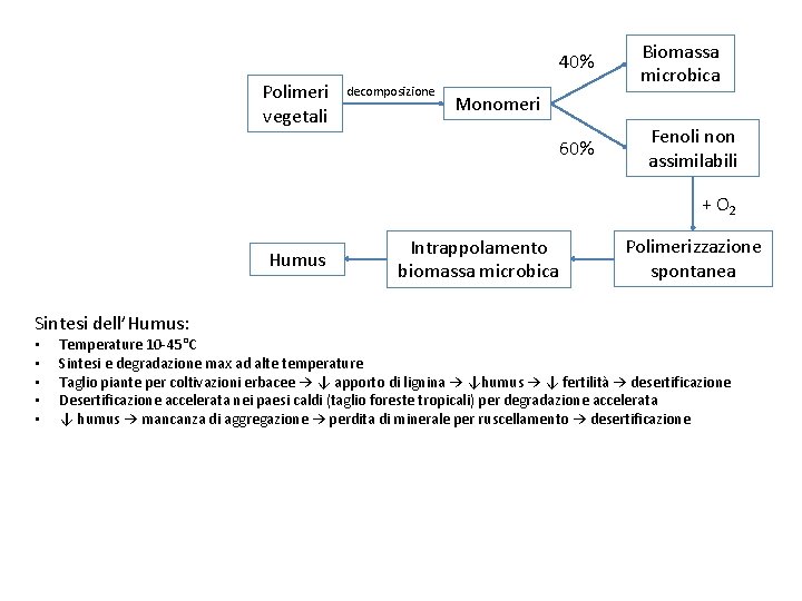 40% Polimeri vegetali decomposizione Biomassa microbica Monomeri 60% Fenoli non assimilabili + O 2