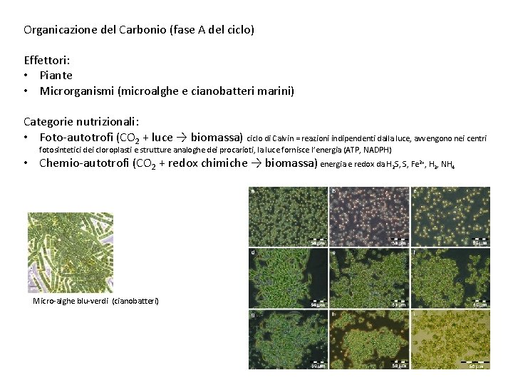 Organicazione del Carbonio (fase A del ciclo) Effettori: • Piante • Microrganismi (microalghe e