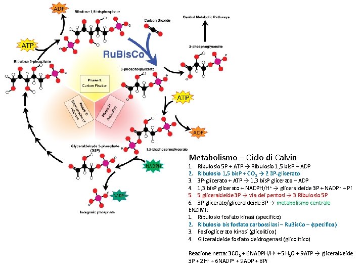 Metabolismo – Ciclo di Calvin 1. Ribulosio 5 P + ATP → Ribulosio 1,