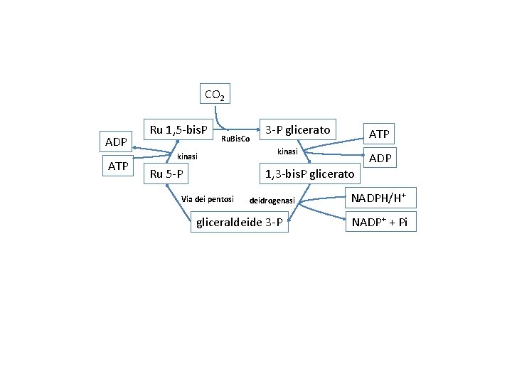 CO 2 ADP ATP Ru 1, 5 -bis. P Ru. Bis. Co kinasi Ru