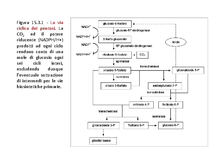 Figura 15. 3. 1 - La via ciclica dei pentosi. La CO 2 ed