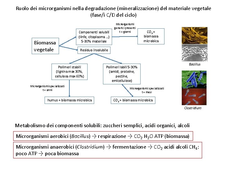 Ruolo dei microrganismi nella degradazione (mineralizzazione) del materiale vegetale (fase/i C/D del ciclo) Biomassa