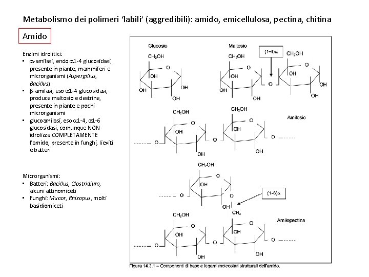 Metabolismo dei polimeri ‘labili’ (aggredibili): amido, emicellulosa, pectina, chitina Amido Enzimi idrolitici: • -amilasi,