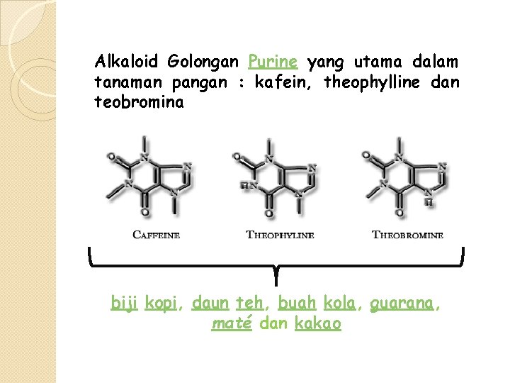 Alkaloid Golongan Purine yang utama dalam tanaman pangan : kafein, theophylline dan teobromina biji