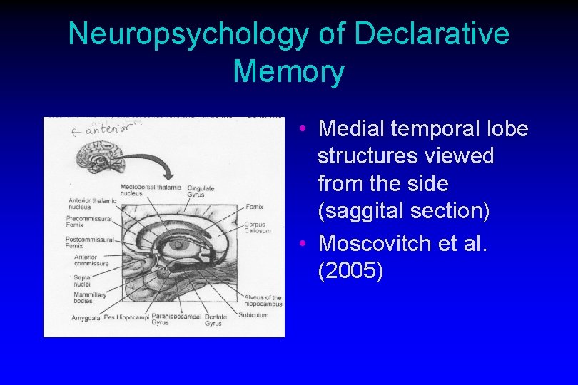 Neuropsychology of Declarative Memory • Medial temporal lobe structures viewed from the side (saggital