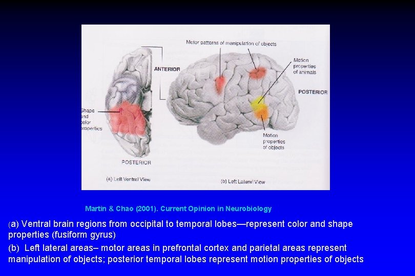Martin & Chao (2001). Current Opinion in Neurobiology (a) Ventral brain regions from occipital