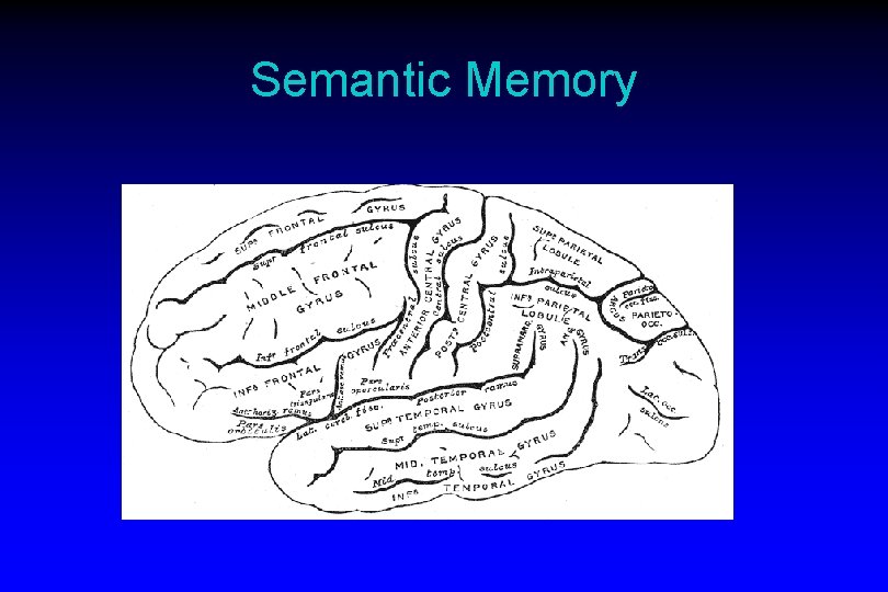Semantic Memory 