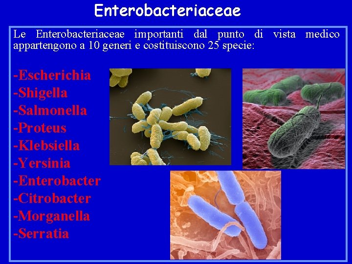 Enterobacteriaceae Le Enterobacteriaceae importanti dal punto di vista medico appartengono a 10 generi e