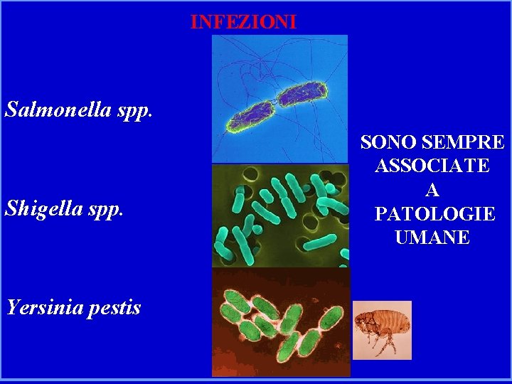 Infezioni INFEZIONI da Enterobacteriaceae Salmonella spp. Shigella spp. Yersinia pestis SONO SEMPRE ASSOCIATE A