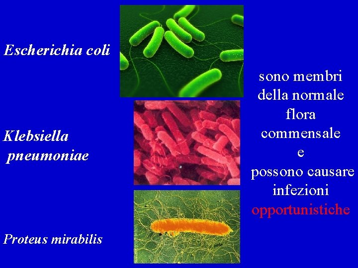 Escherichia coli Klebsiella pneumoniae Proteus mirabilis sono membri della normale flora commensale e possono