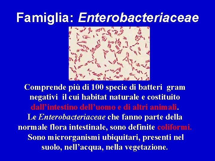Famiglia: Enterobacteriaceae Comprende più di 100 specie di batteri gram negativi il cui habitat