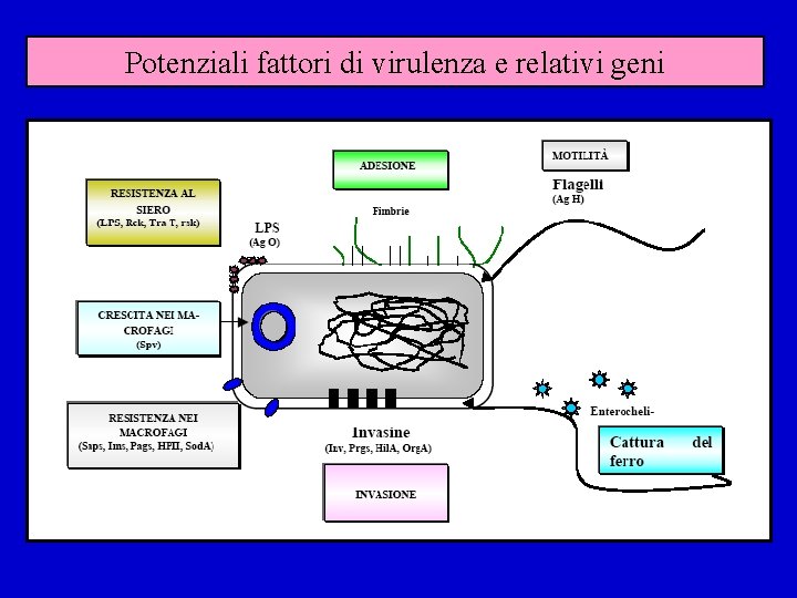 Potenziali fattori di virulenza e relativi geni 