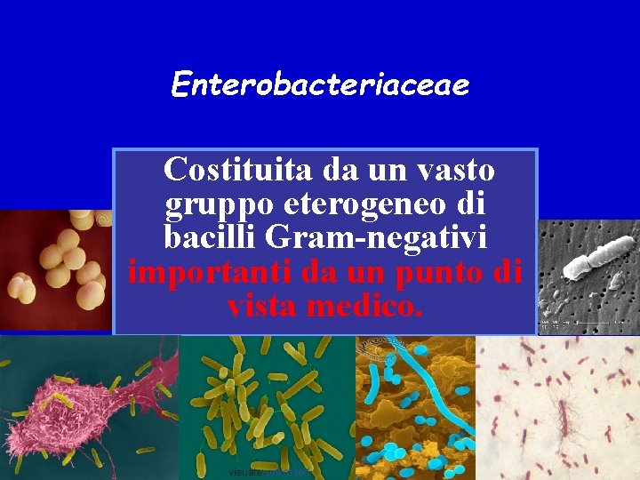 Enterobacteriaceae Costituita da un vasto gruppo eterogeneo di bacilli Gram-negativi importanti da un punto