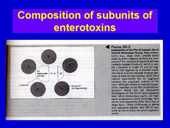 Composition of subunits of enterotoxins 