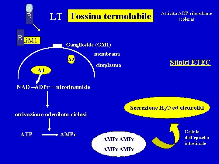 A B LT Tossina termolabile BGM 1 Attività ADP-ribosilante (colera) Ganglioside (GM 1) A
