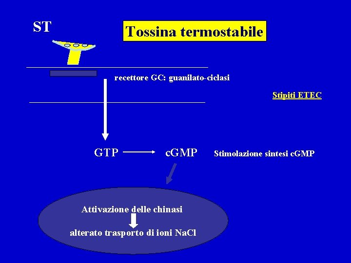 ST Tossina termostabile recettore GC: guanilato-ciclasi Stipiti ETEC GTP c. GMP Attivazione delle chinasi