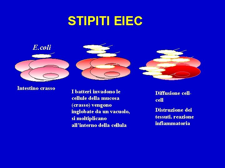 STIPITI EIEC E. coli Intestino crasso I batteri invadono le cellule della mucosa (crasso)