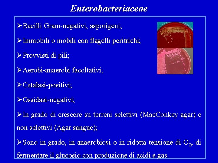 Enterobacteriaceae ØBacilli Gram-negativi, asporigeni; ØImmobili o mobili con flagelli peritrichi; ØProvvisti di pili; ØAerobi-anaerobi