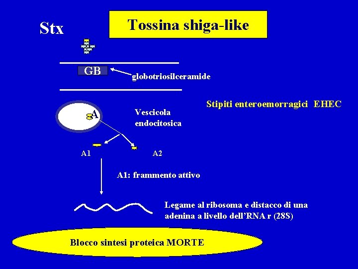 Tossina shiga-like Stx GB A A 1 globotriosilceramide Vescicola endocitosica Stipiti enteroemorragici EHEC A