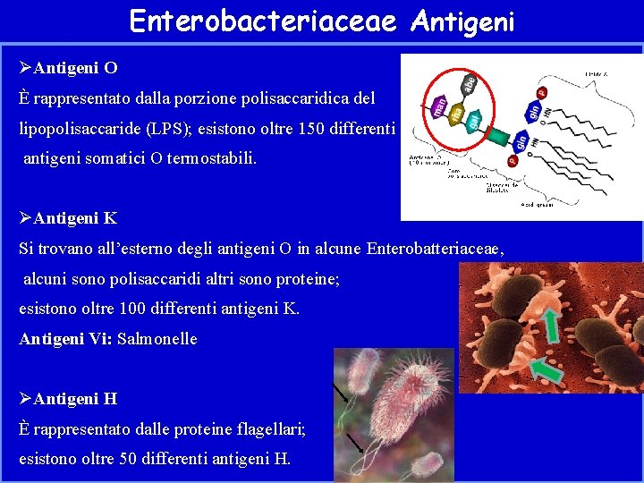 Enterobacteriaceae Antigeni ØAntigeni O È rappresentato dalla porzione polisaccaridica del lipopolisaccaride (LPS); esistono oltre