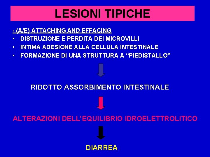 LESIONI TIPICHE - (A/E) ATTACHING AND EFFACING • DISTRUZIONE E PERDITA DEI MICROVILLI •