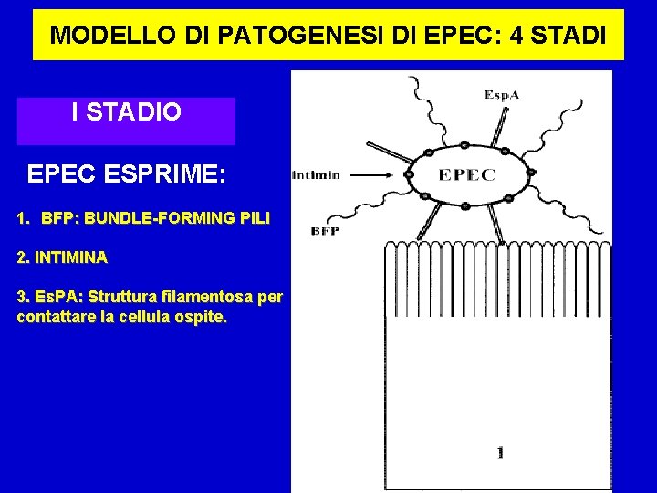 MODELLO DI PATOGENESI DI EPEC: 4 STADI I STADIO EPEC ESPRIME: 1. BFP: BUNDLE-FORMING