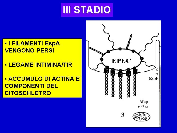 III STADIO • I FILAMENTI Esp. A VENGONO PERSI • LEGAME INTIMINA/TIR • ACCUMULO