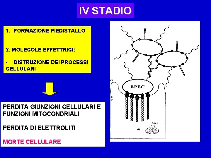 IV STADIO 1. FORMAZIONE PIEDISTALLO 2. MOLECOLE EFFETTRICI: • DISTRUZIONE DEI PROCESSI CELLULARI PERDITA