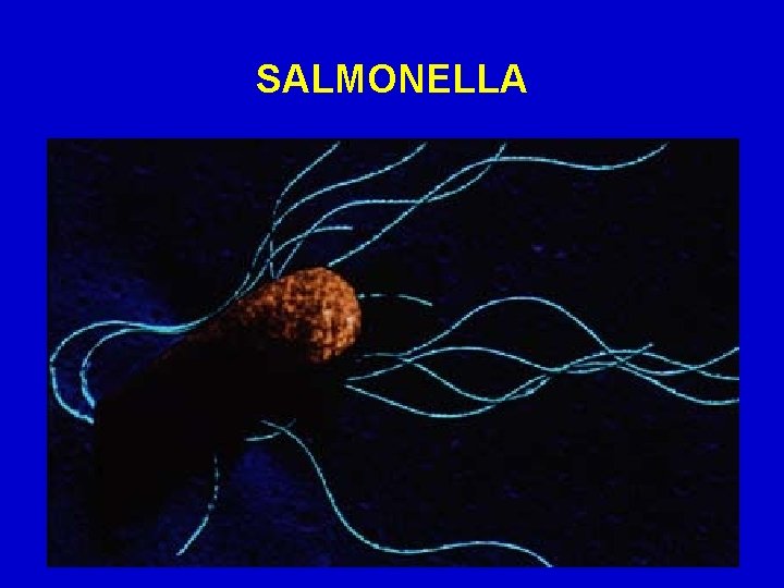 SALMONELLA 