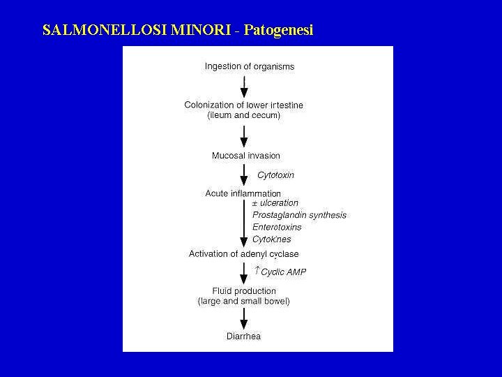SALMONELLOSI MINORI - Patogenesi 