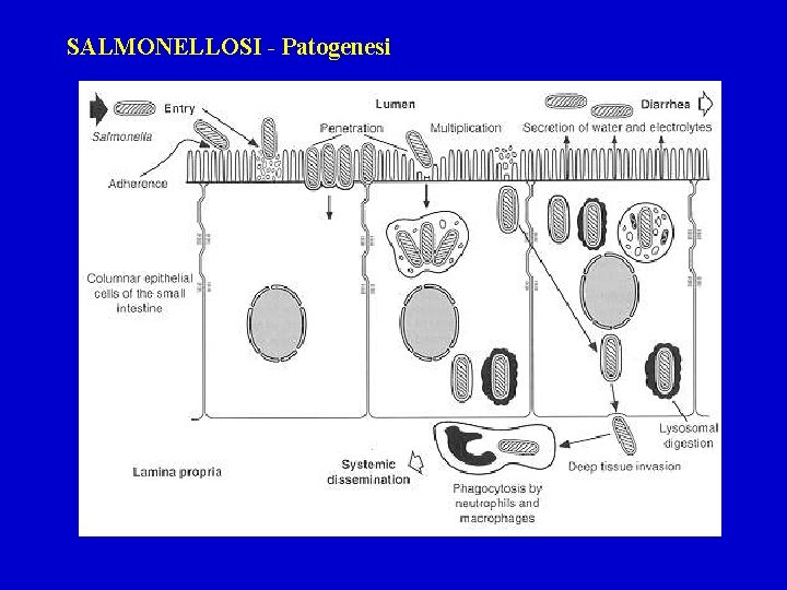 SALMONELLOSI - Patogenesi 