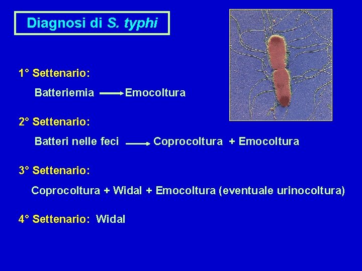 Diagnosi di S. typhi 1° Settenario: Batteriemia Emocoltura 2° Settenario: Batteri nelle feci Coprocoltura