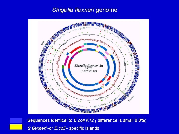 Shigella flexneri genome Sequences identical to E. coli K 12 ( difference is small