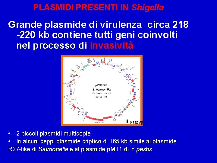PLASMIDI PRESENTI IN Shigella Grande plasmide di virulenza circa 218 -220 kb contiene tutti