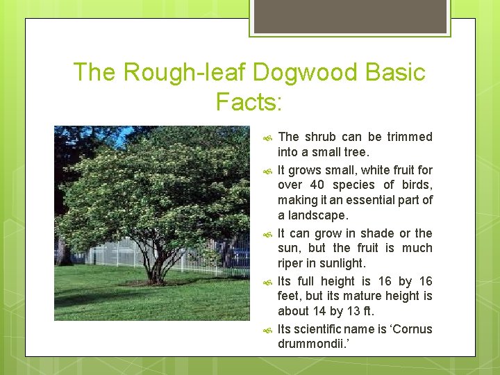 The Rough-leaf Dogwood Basic Facts: The shrub can be trimmed into a small tree.