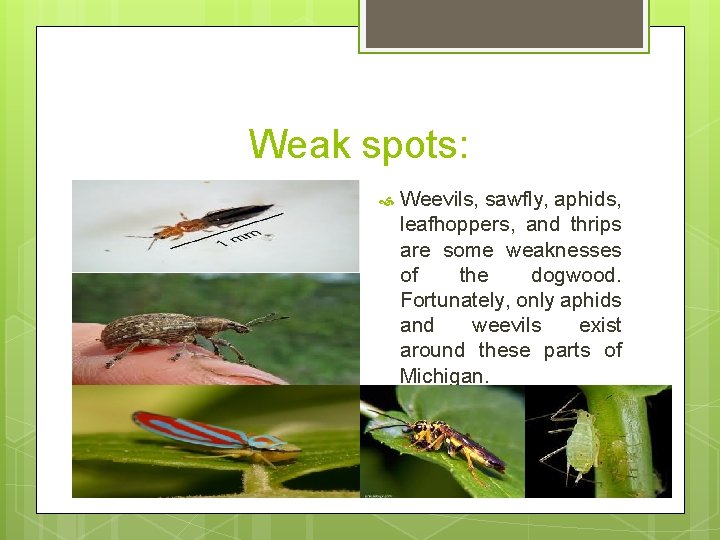 Weak spots: Weevils, sawfly, aphids, leafhoppers, and thrips are some weaknesses of the dogwood.