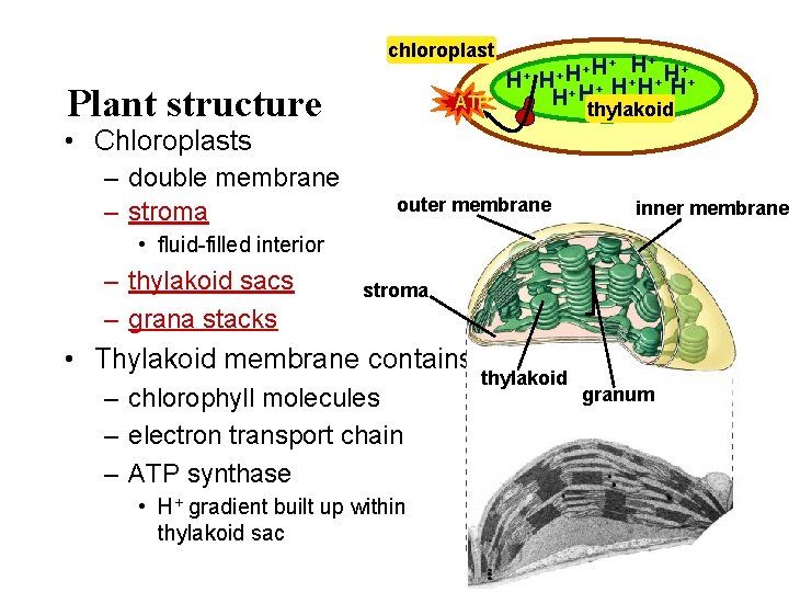 chloroplast H+ Plant structure ATP + + H+ H H+ + H H +