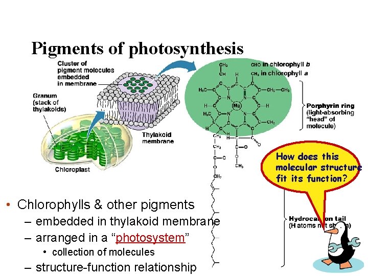 Pigments of photosynthesis How does this molecular structure fit its function? • Chlorophylls &