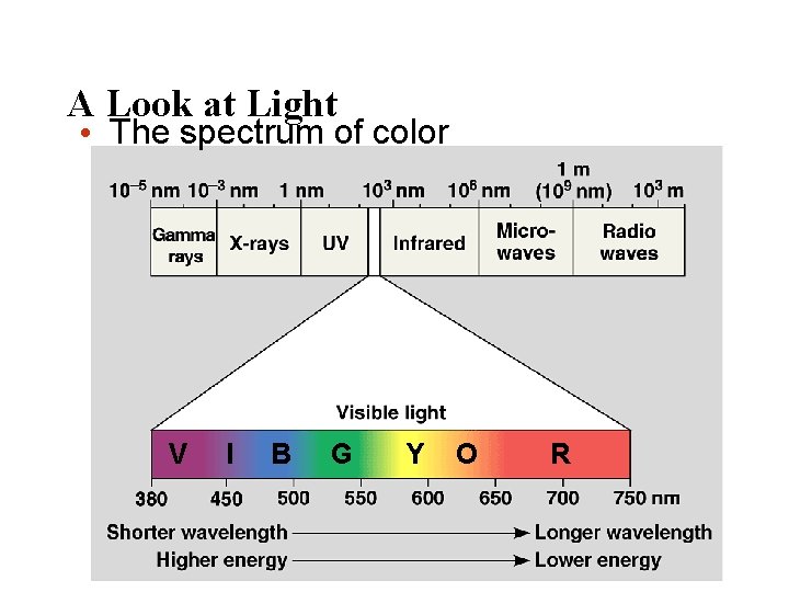 A Look at Light • The spectrum of color V I B G Y